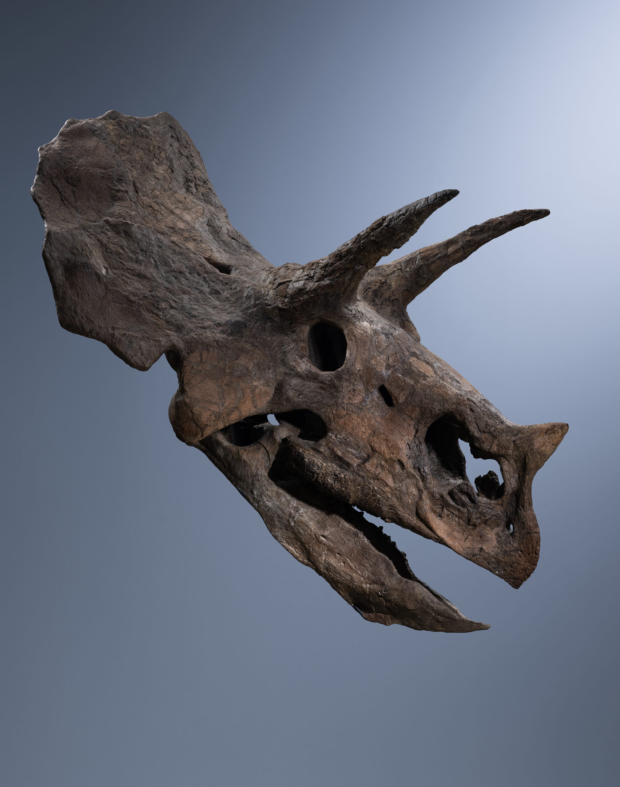 Triceratops Baby Jane Triceratops Baby Jane