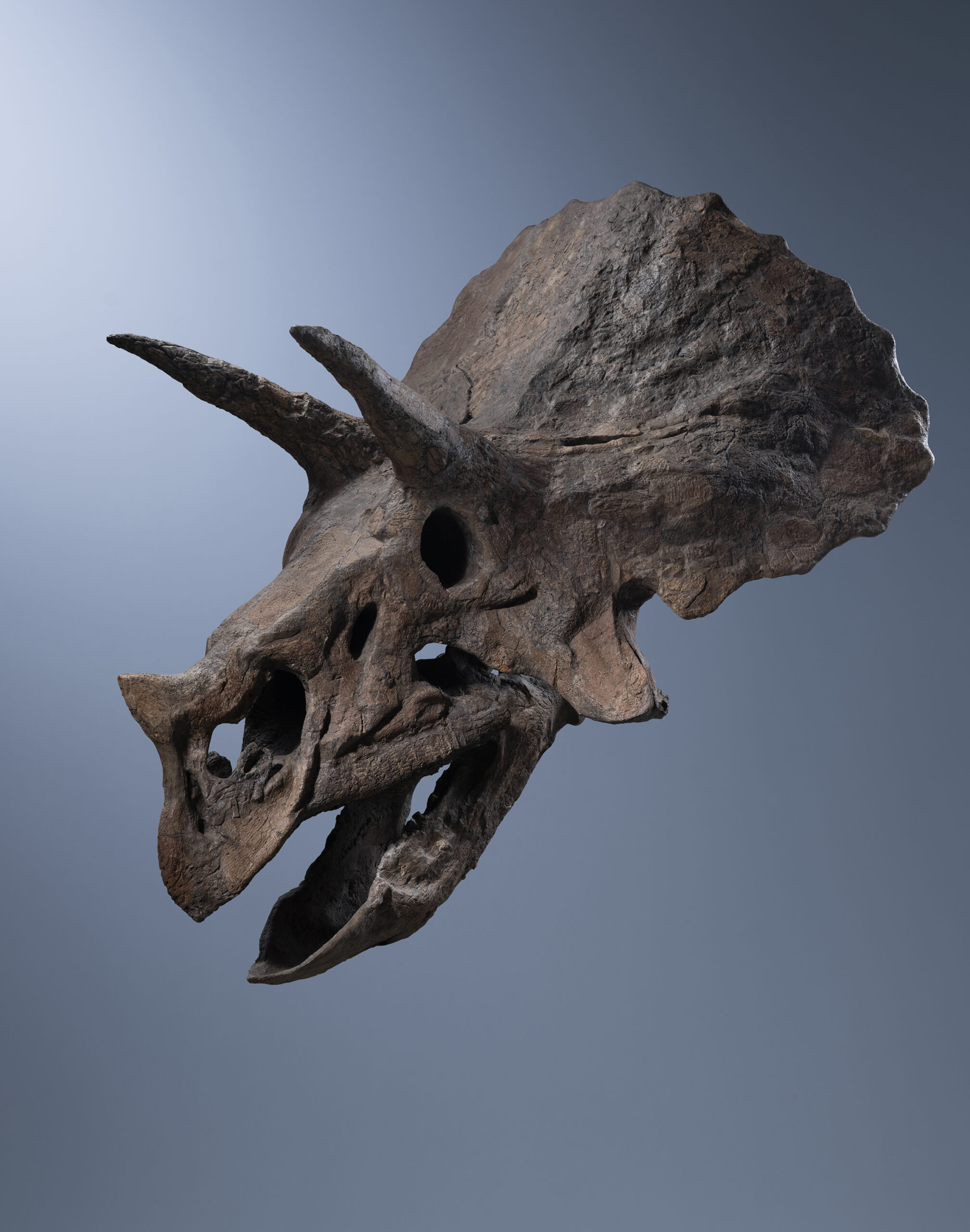 SKULL OF A TRICERATOPS 'BABY JANE'