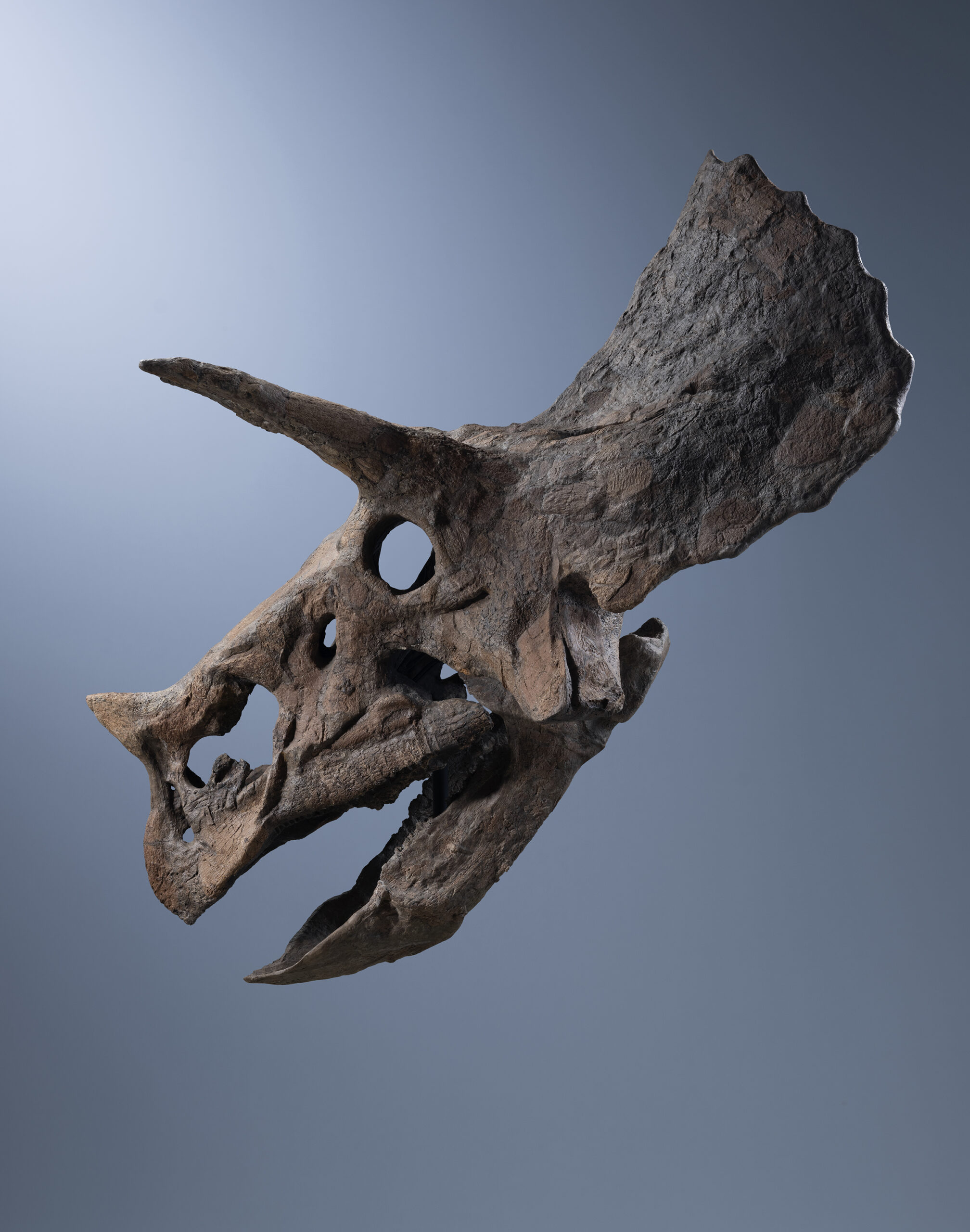 SKULL OF A TRICERATOPS 'BABY JANE'