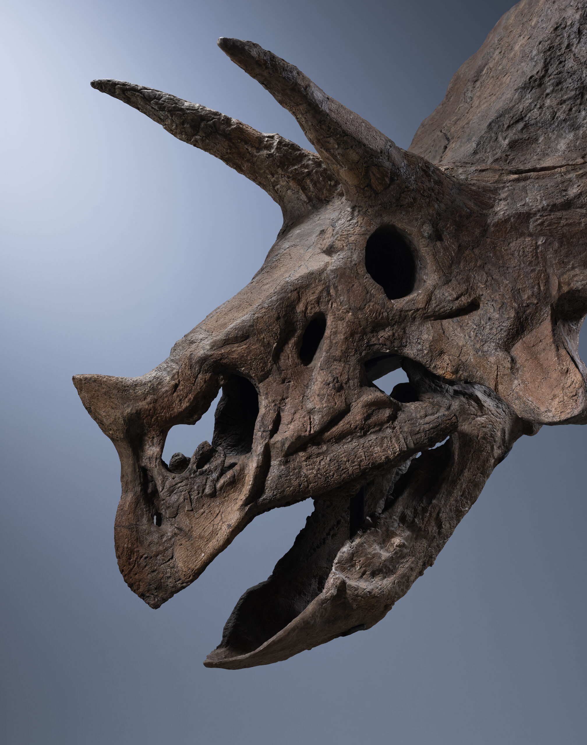 SKULL OF A TRICERATOPS 'BABY JANE'
