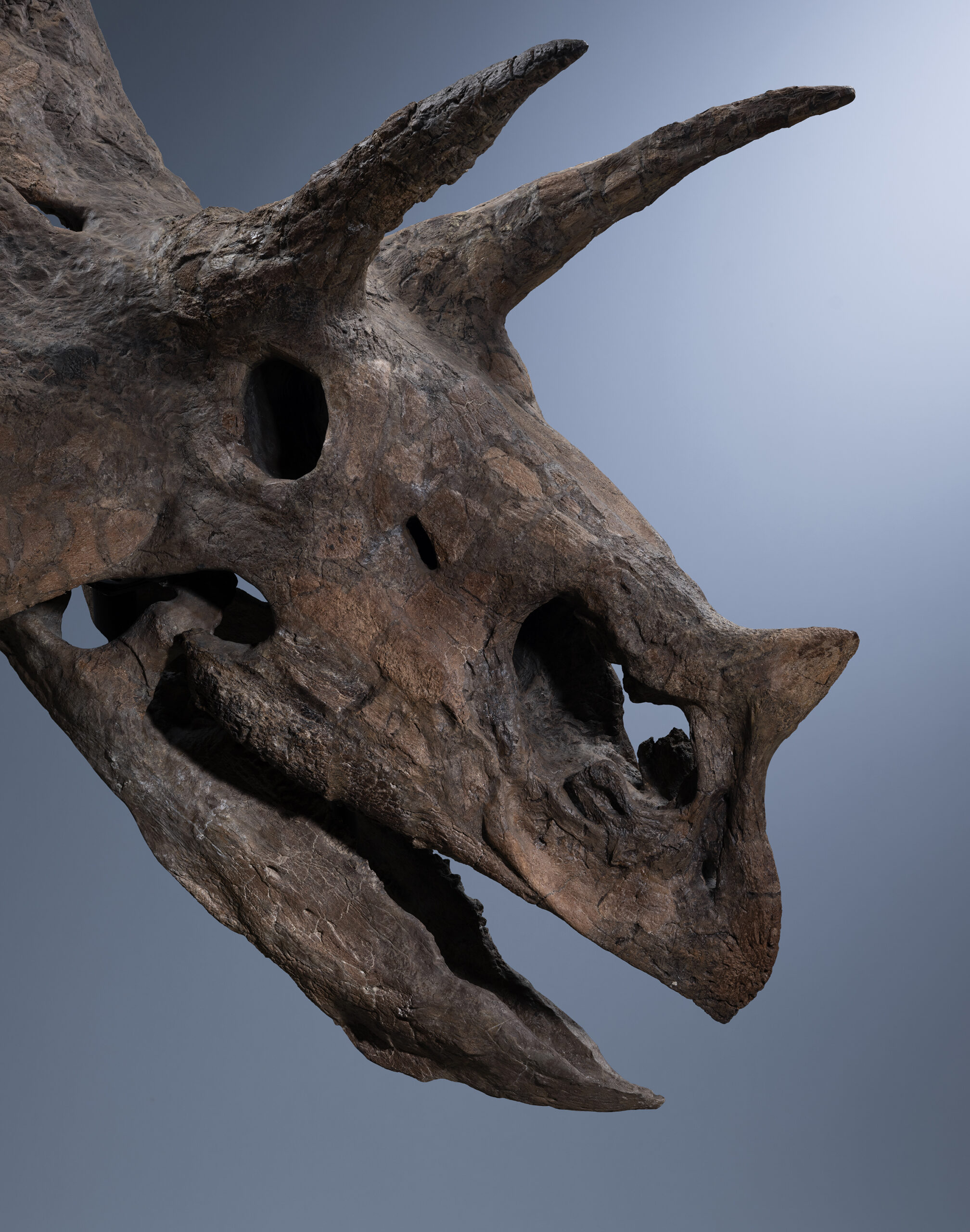 SKULL OF A TRICERATOPS 'BABY JANE'