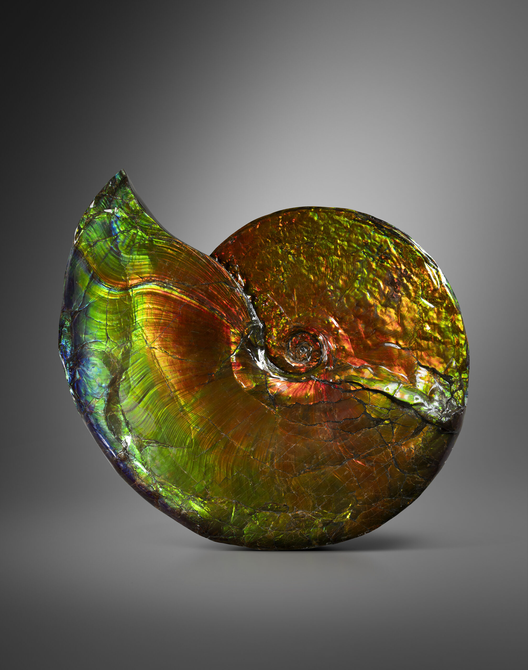 A LARGE IRIDESCENT AMMONITE